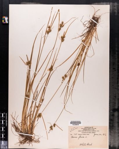 Carex flava
