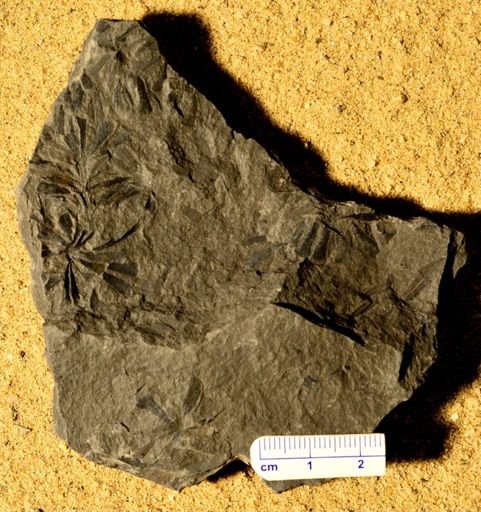 Sphenophyllum angustifolium