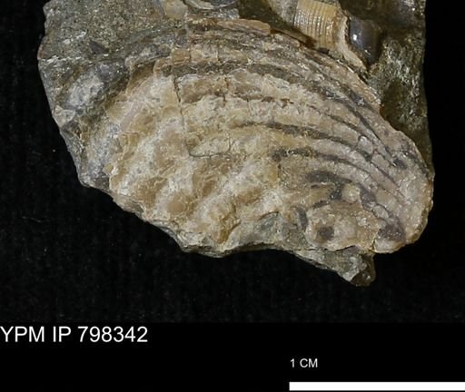 undet. Inoceramidae