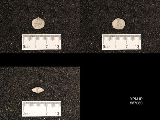 Atrypa reticularis