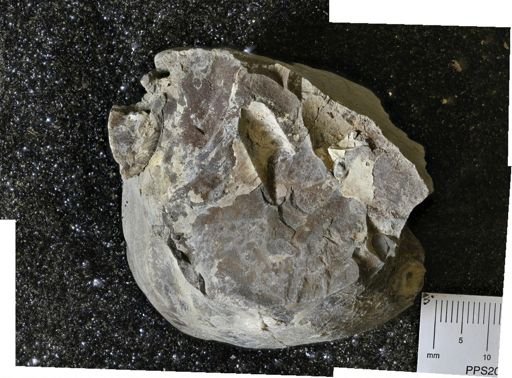 undet. Inoceramidae