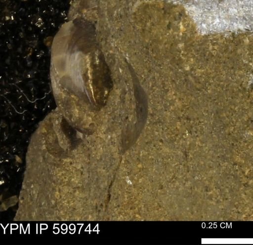 Protocardia subquadrata