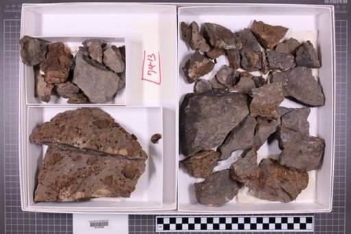 mixed taxa, stratigraphic collection