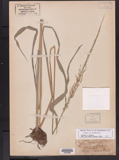 Zizania aquatica