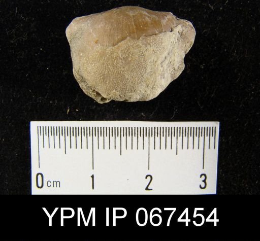 Stropheodonta equistriata