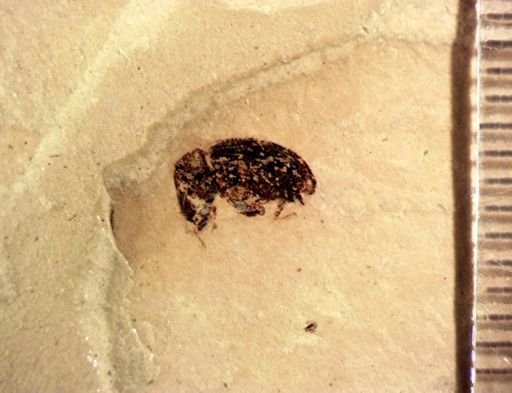 undet. Curculionidae
