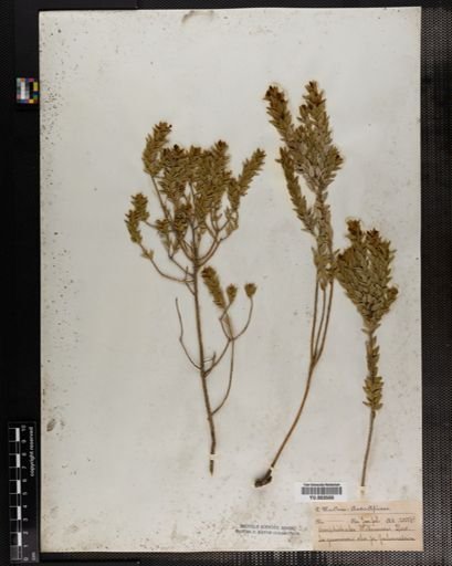 Plantae