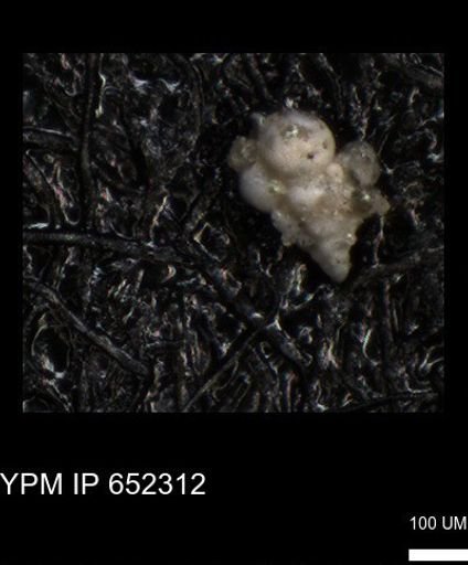 undet. Heterohelicidae
