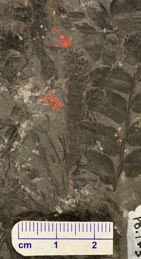 Asterophyllites sp.