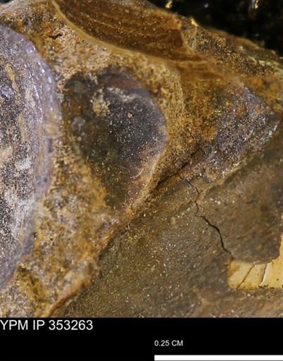 Limopsis striatopunctatus