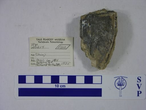 Proboscidea