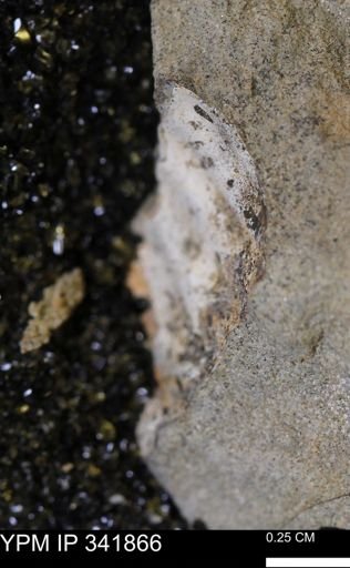 undet. Scaphitidae