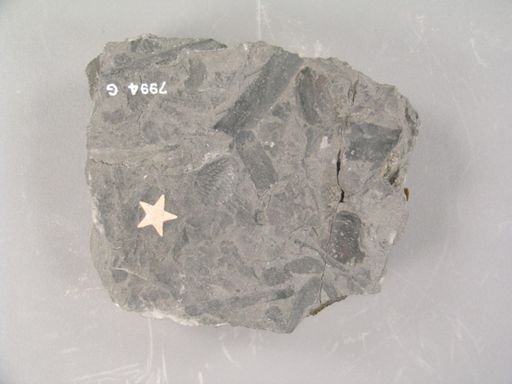 Carpolithes fragarioides