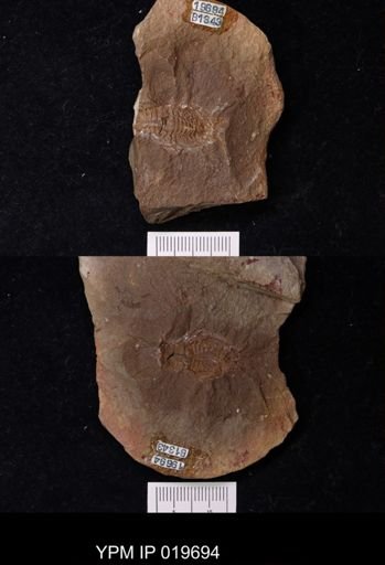 Anthracaris gracilis