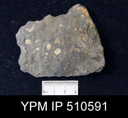Leiorhynchus limitare