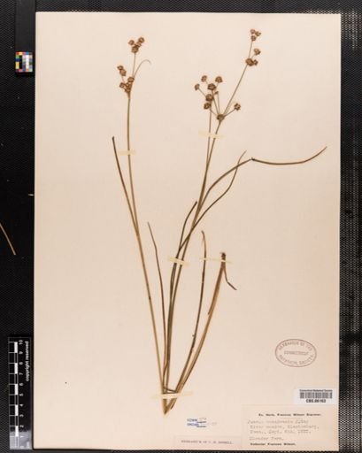 Juncus canadensis