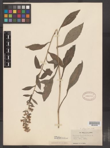 Solidago uliginosa