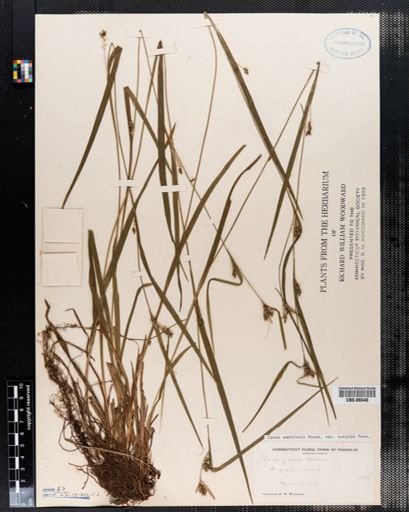 Carex amphibola