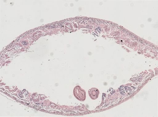 Phagocata gracilis