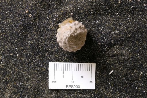 Drilluta communis