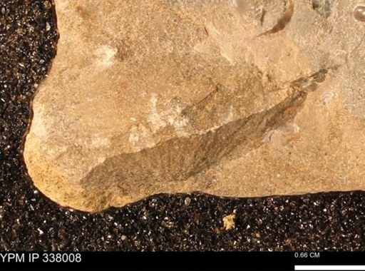 undet. Bivalvia