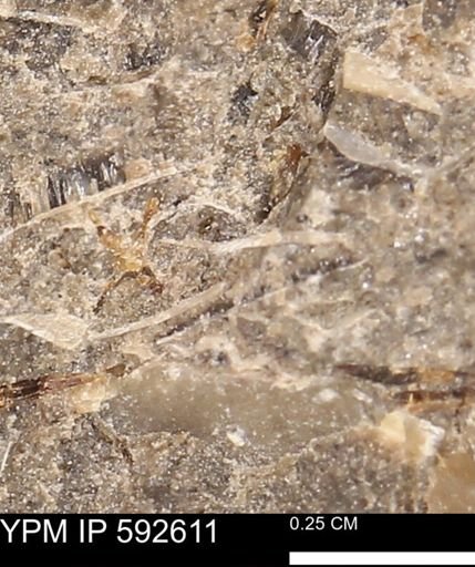 undet. Mollusca