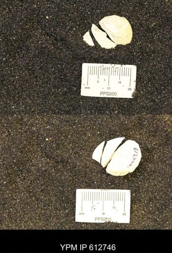 Corbicula sp.