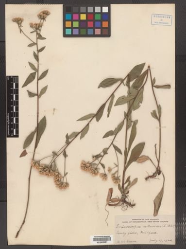 Sericocarpus asteroides