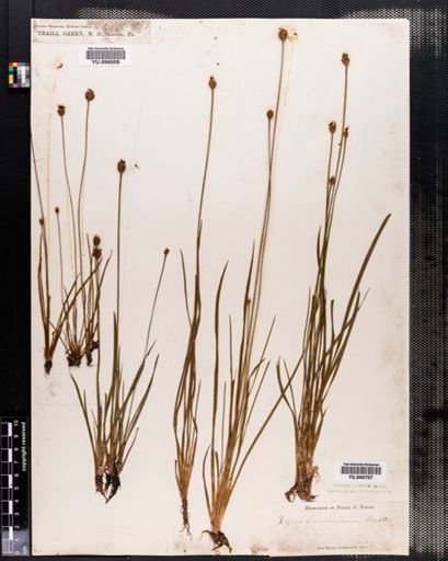 Xyris caroliniana