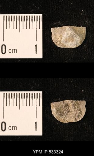 Chonetes sp.