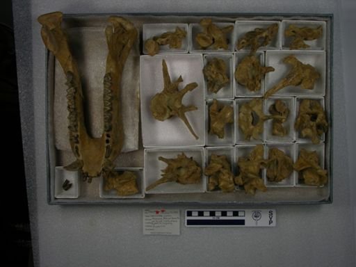 Caenolambda jepseni