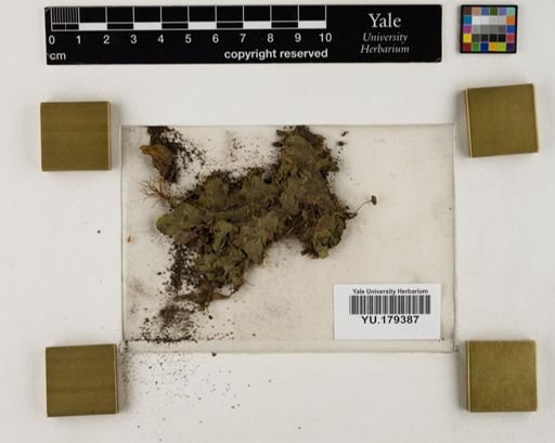 Plantae