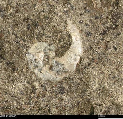 Scaphites sp.