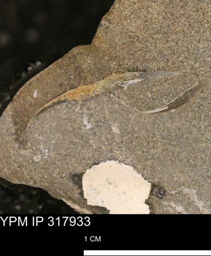 undet. Mollusca