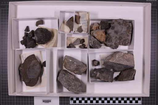 mixed taxa, stratigraphic collection