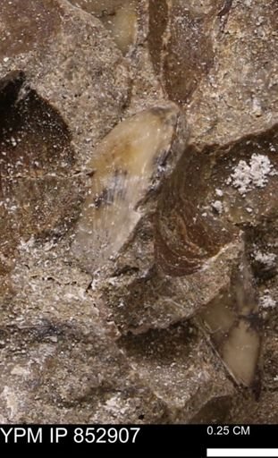 Limopsis striatopunctatus