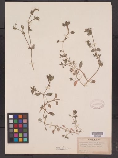 Stellaria media