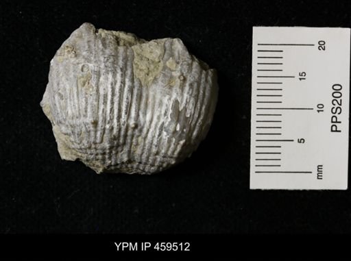 Dictyoclostus portlockianus crassicostatus