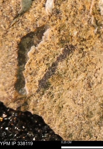 undet. Bivalvia