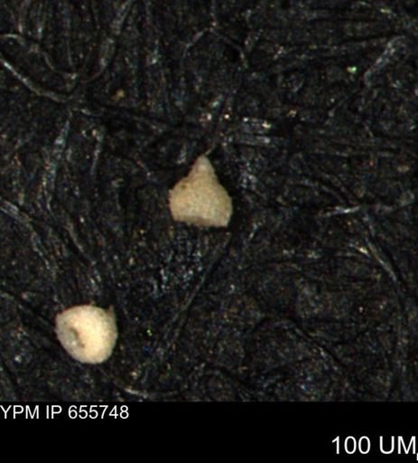 Clathrocyclas (Clathrocyclas) irrasa