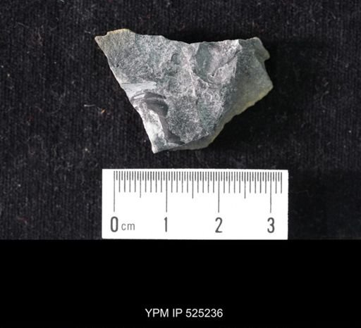 Crepicephalus?