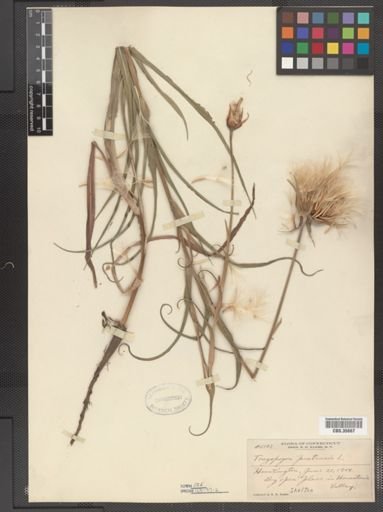Tragopogon pratensis