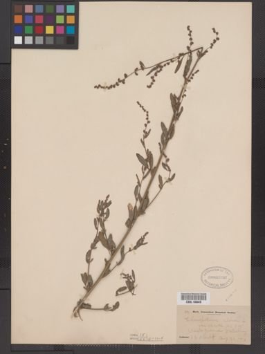 Chenopodium album
