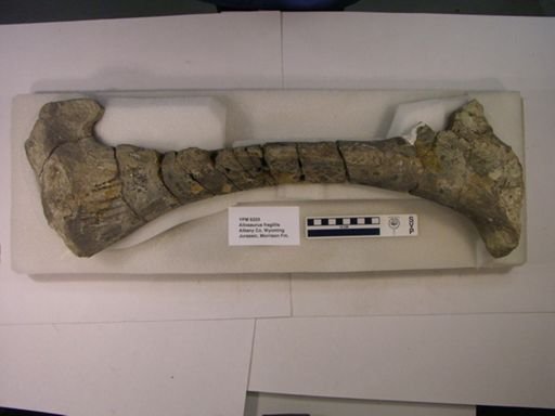 Allosaurus fragilis