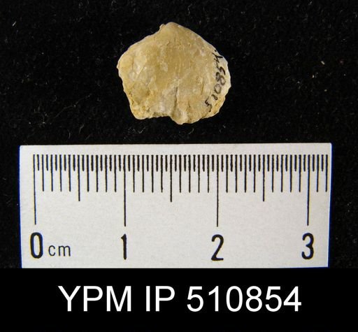 undet. Brachiopoda