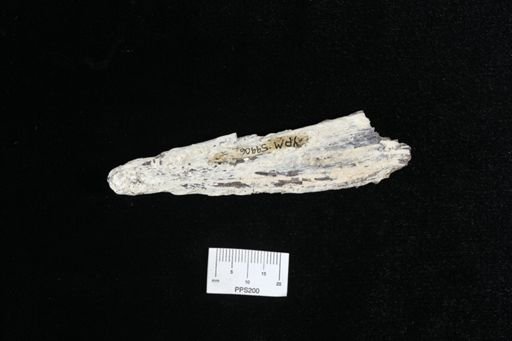 Cimolichthys sp.