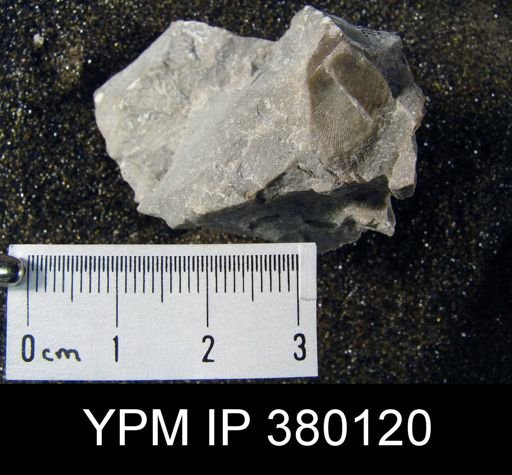 undet. Strophomenida