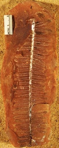 Pecopteris