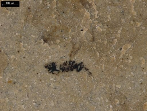 taxon undetermined