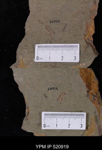 undet. Graptolithina
